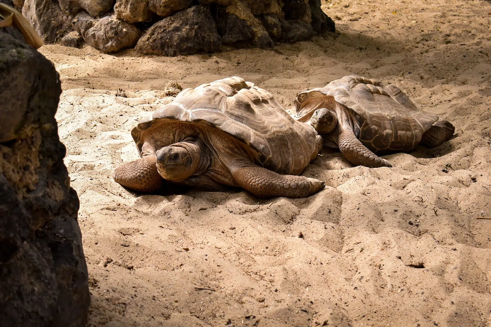 brown turtle on brown sand during daytime