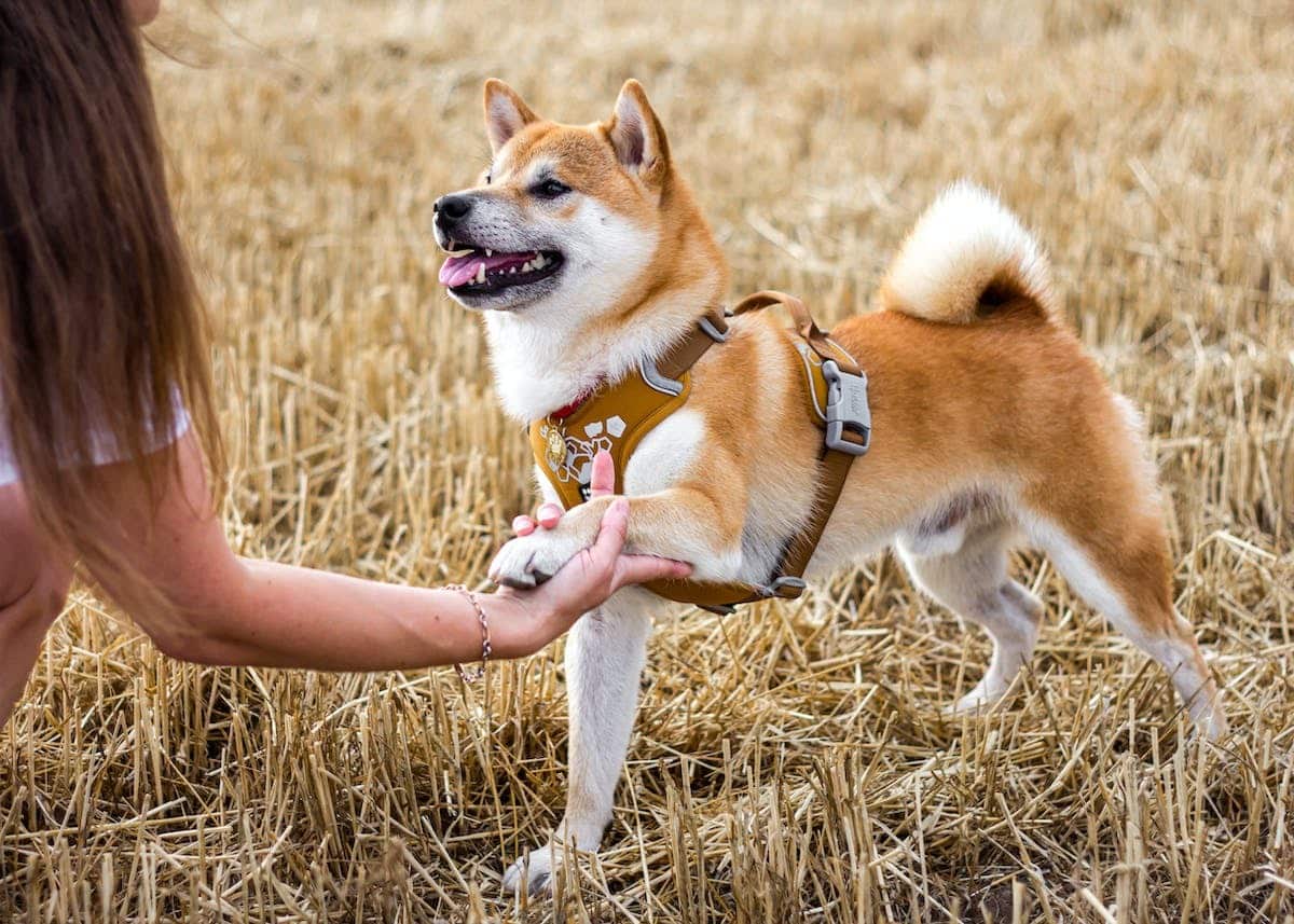méditation animaux