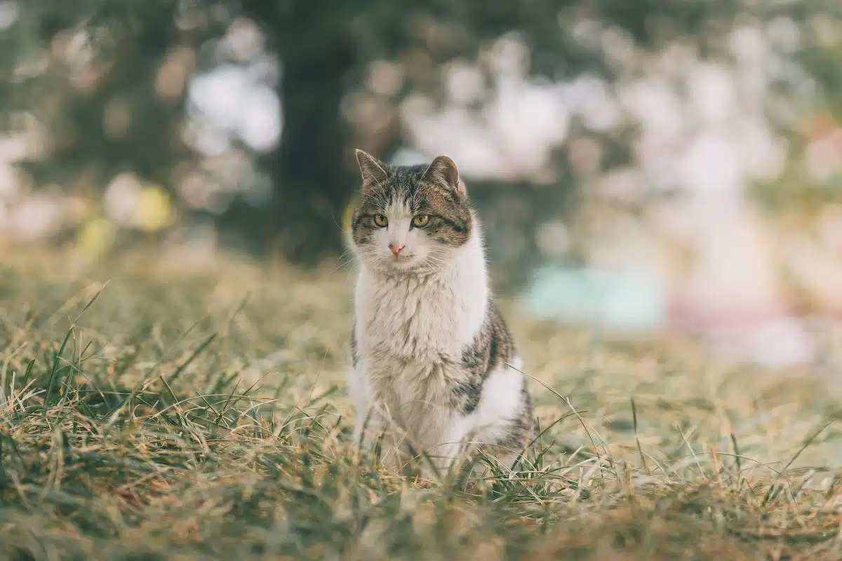 chat extérieur