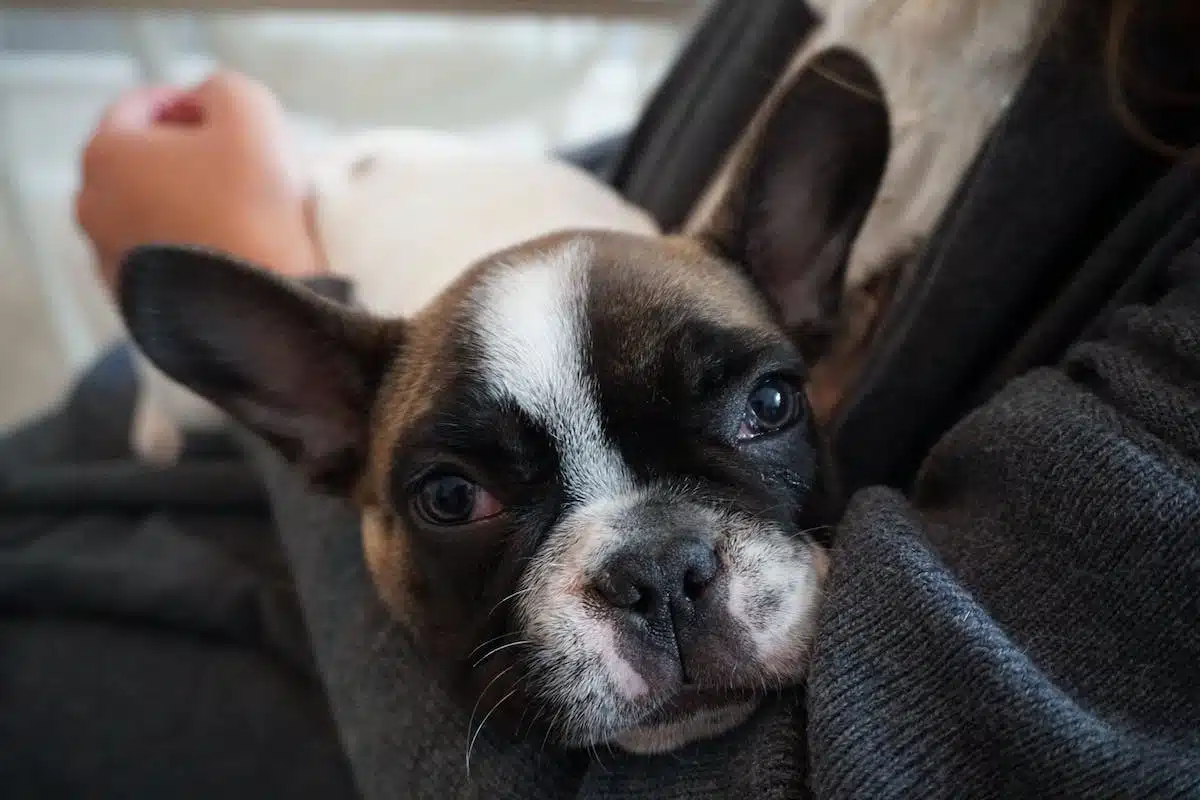chien  symptômes