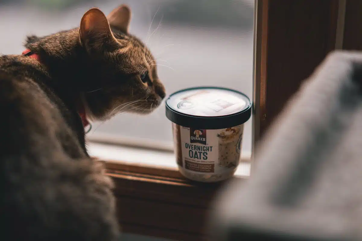 aliments chats