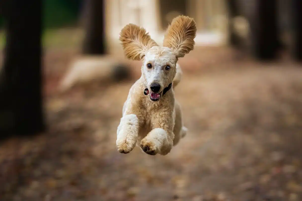 chiot dressage