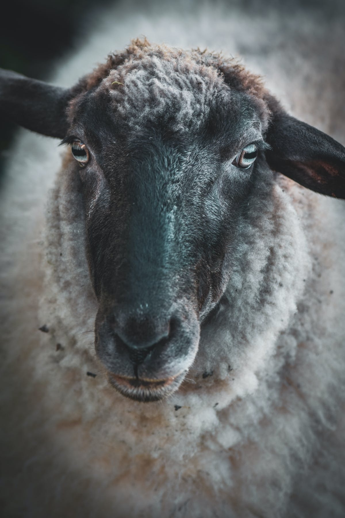 animaux  gouvernement