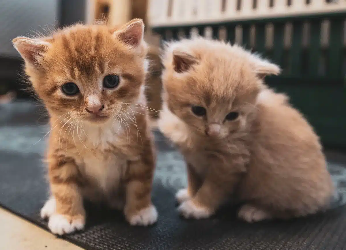 animaux  actualité