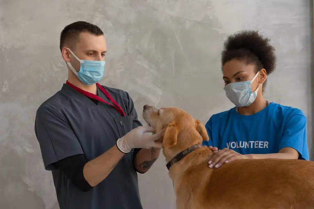animal  vétérinaire