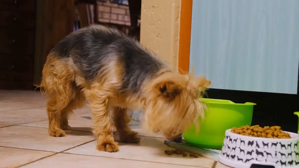 animaux  aliments