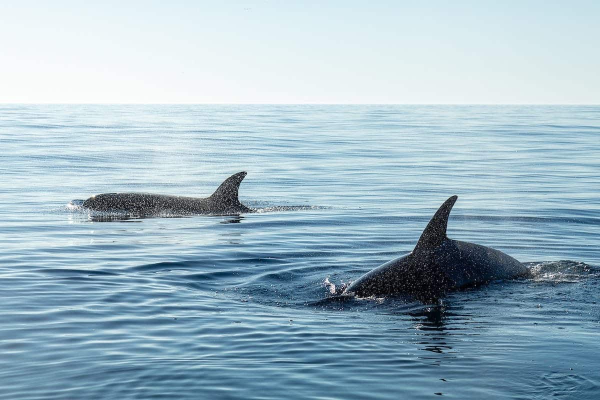 animaux marins