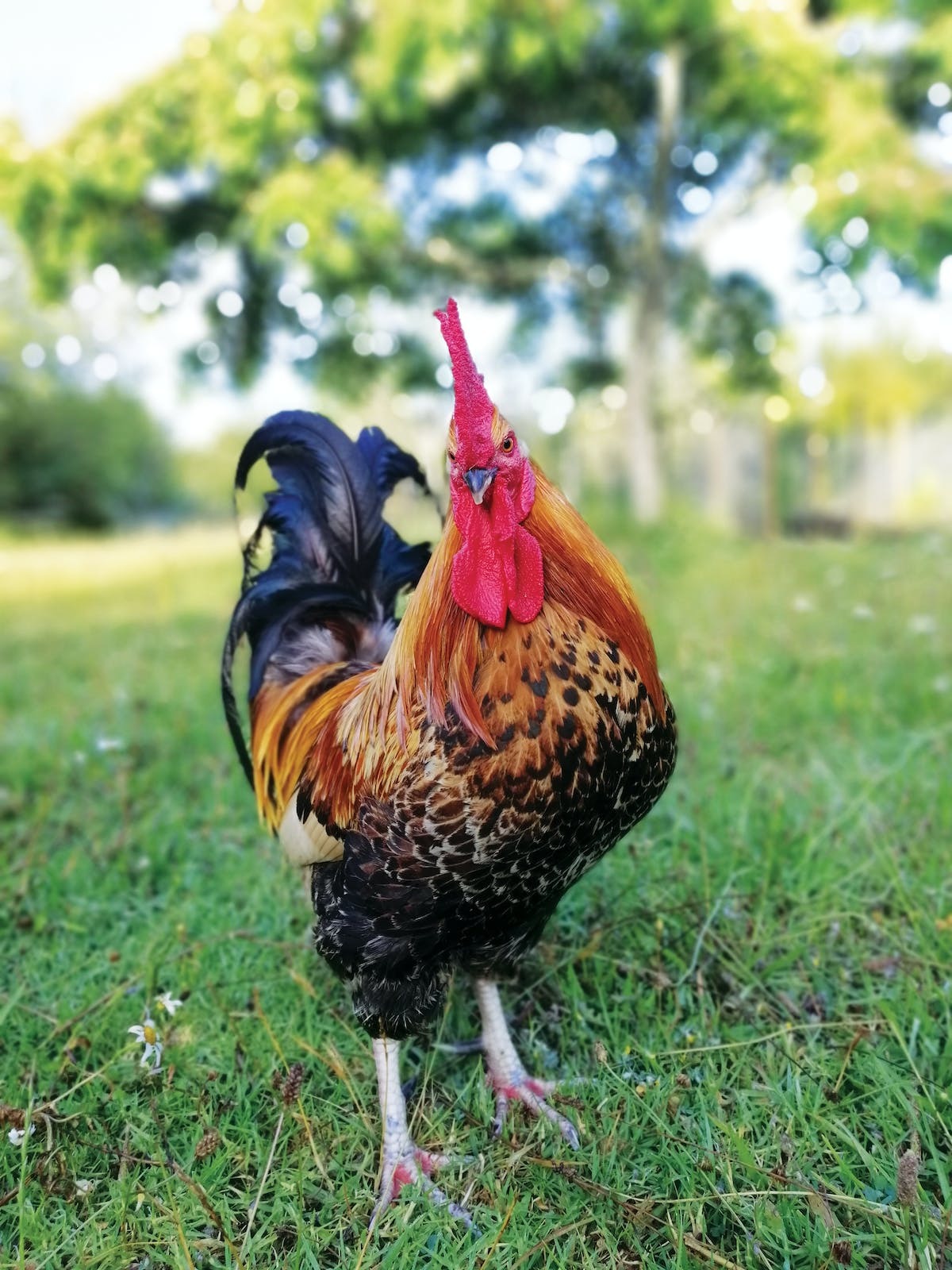 animaux végétariens