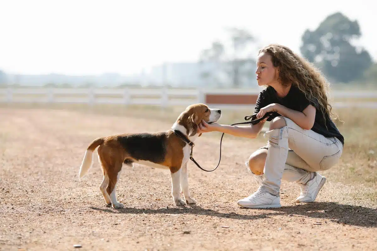 chien éducation