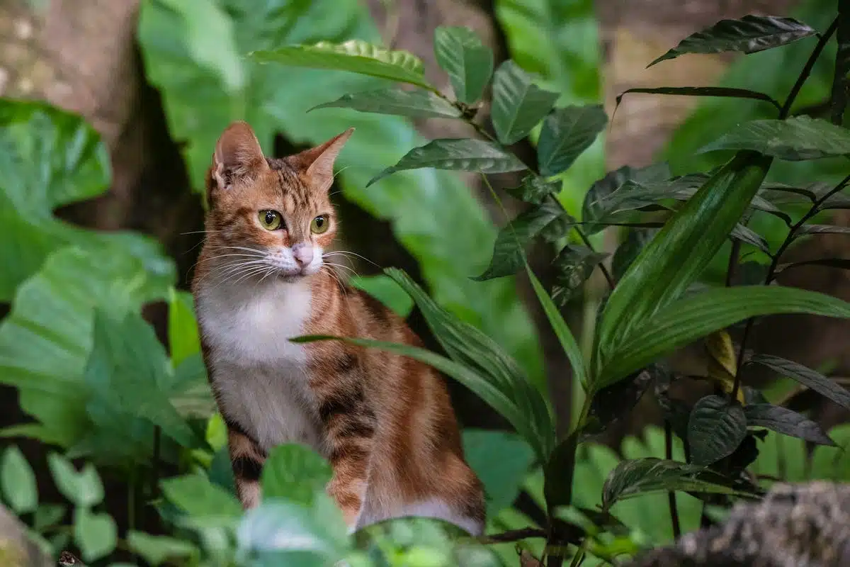 chat  sécurité