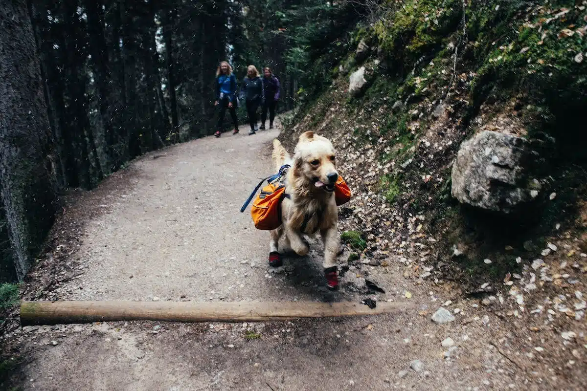 chien  voyage
