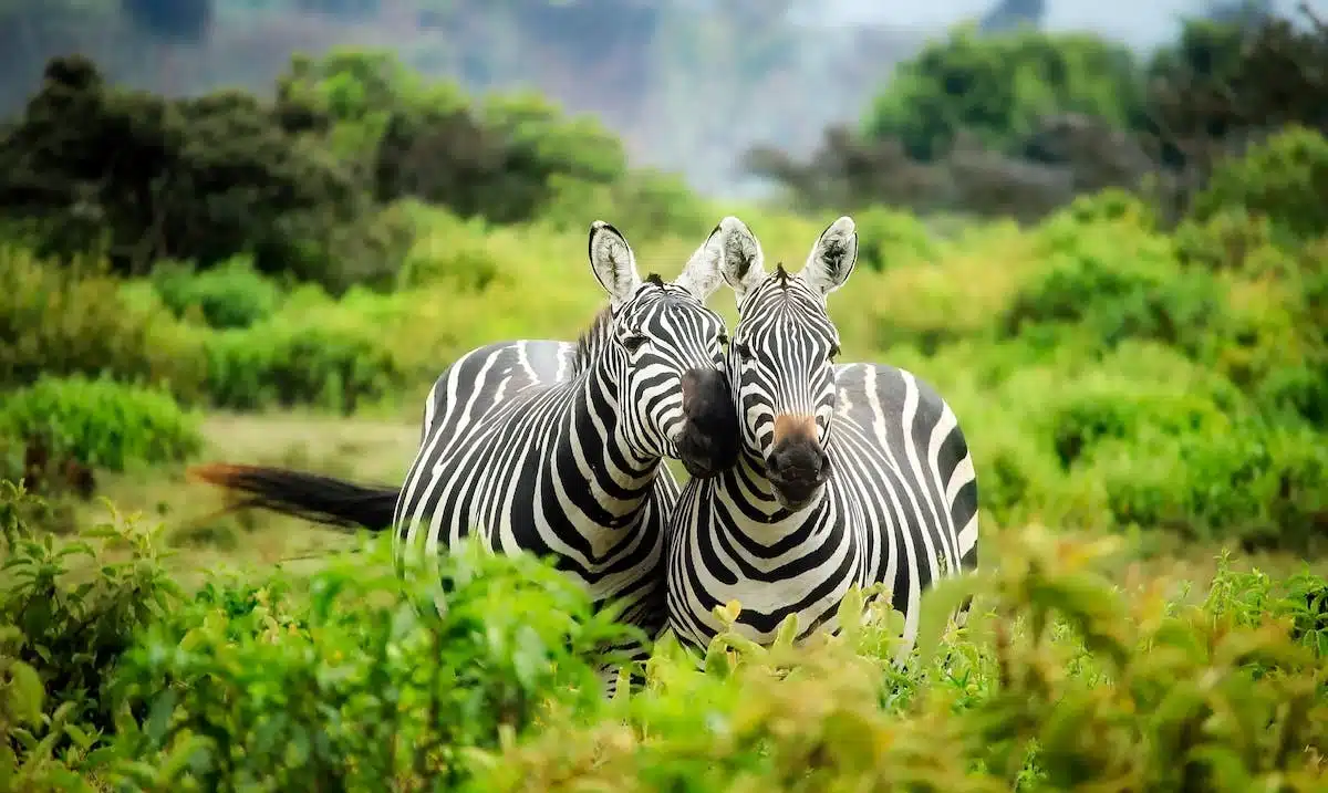 sauvegarde animale