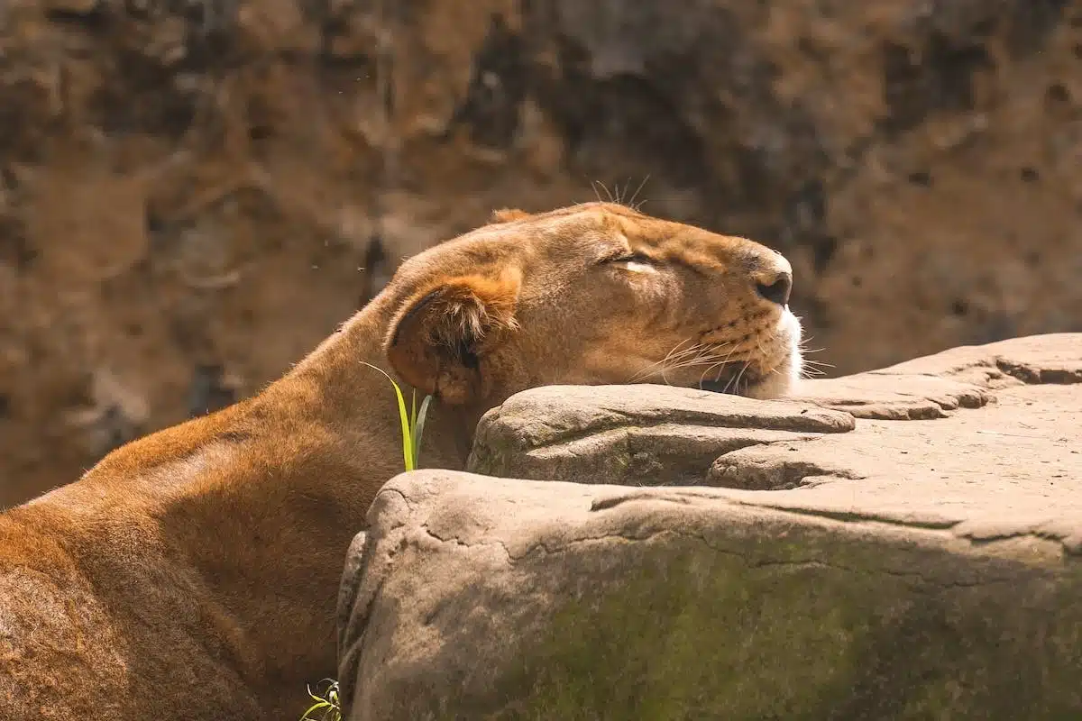 comportement animaux