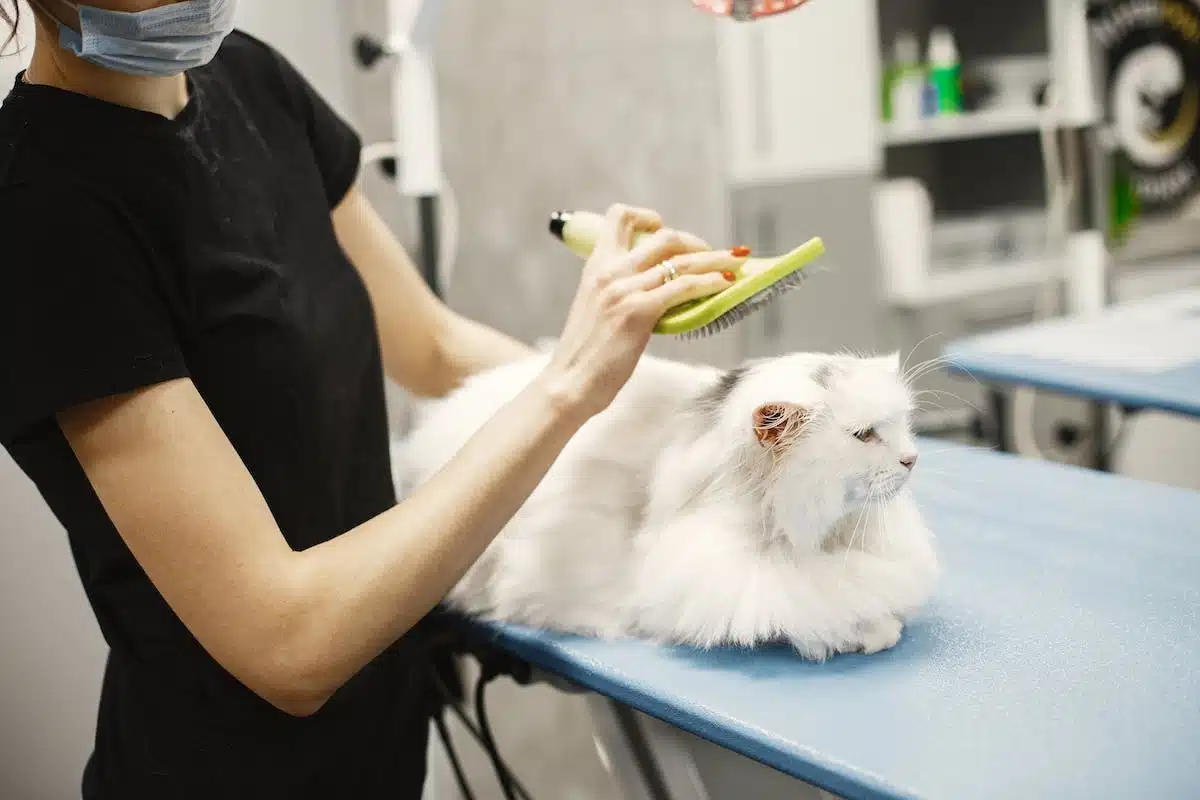 chat vétérinaire