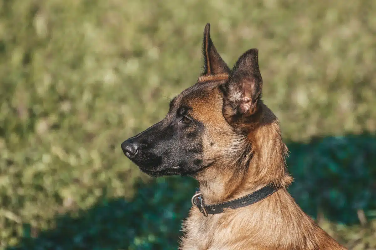 animaux  talents