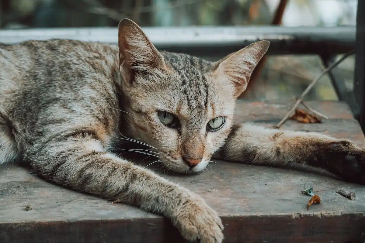 chat  animaux