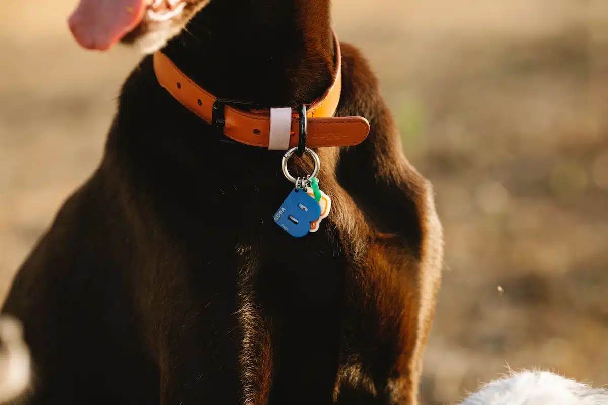 accessoires chien