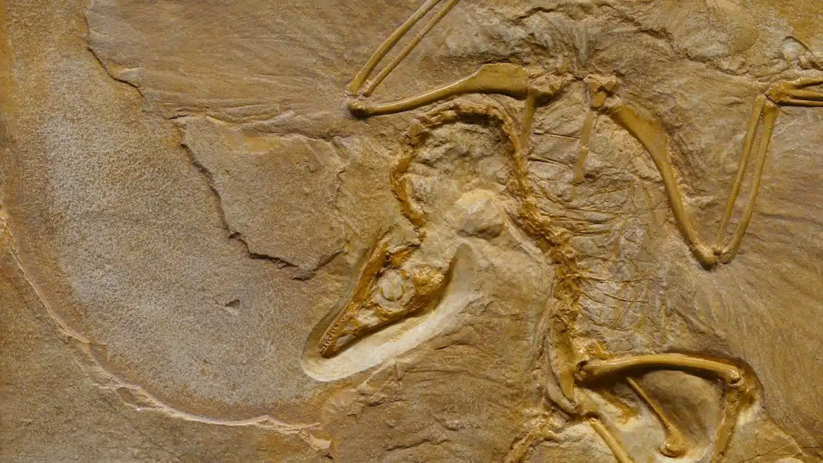 fossile préhistorique