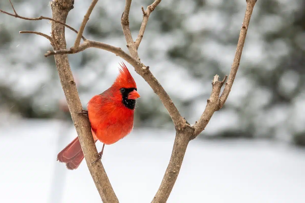 oiseaux hiver