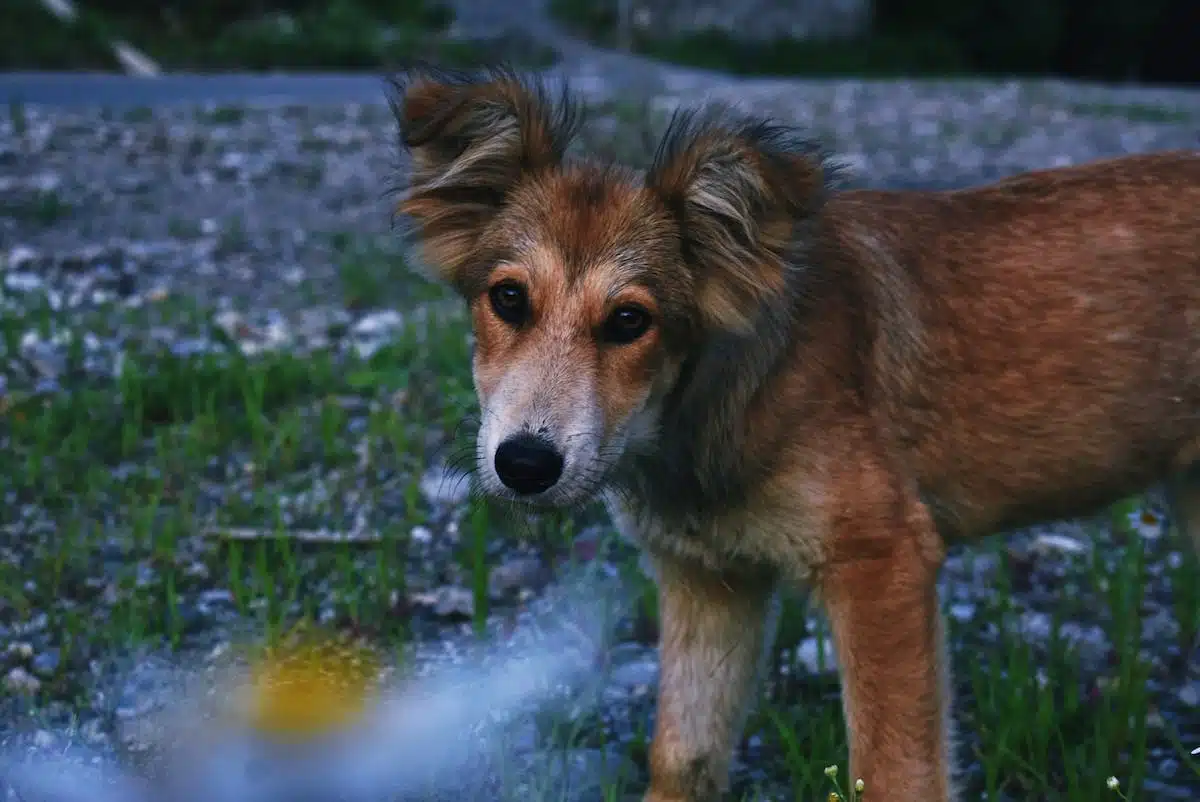 chien seul