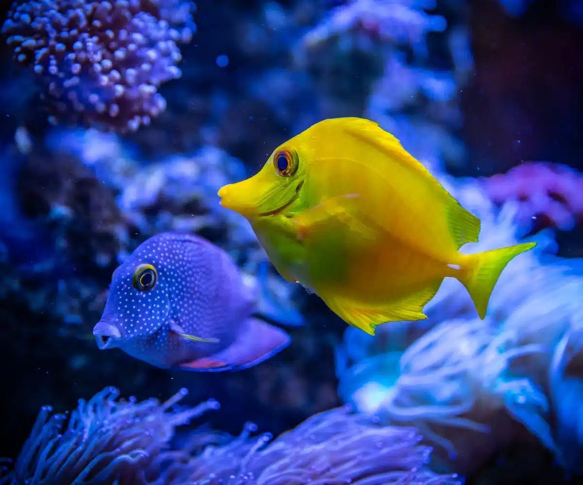 animaux marins