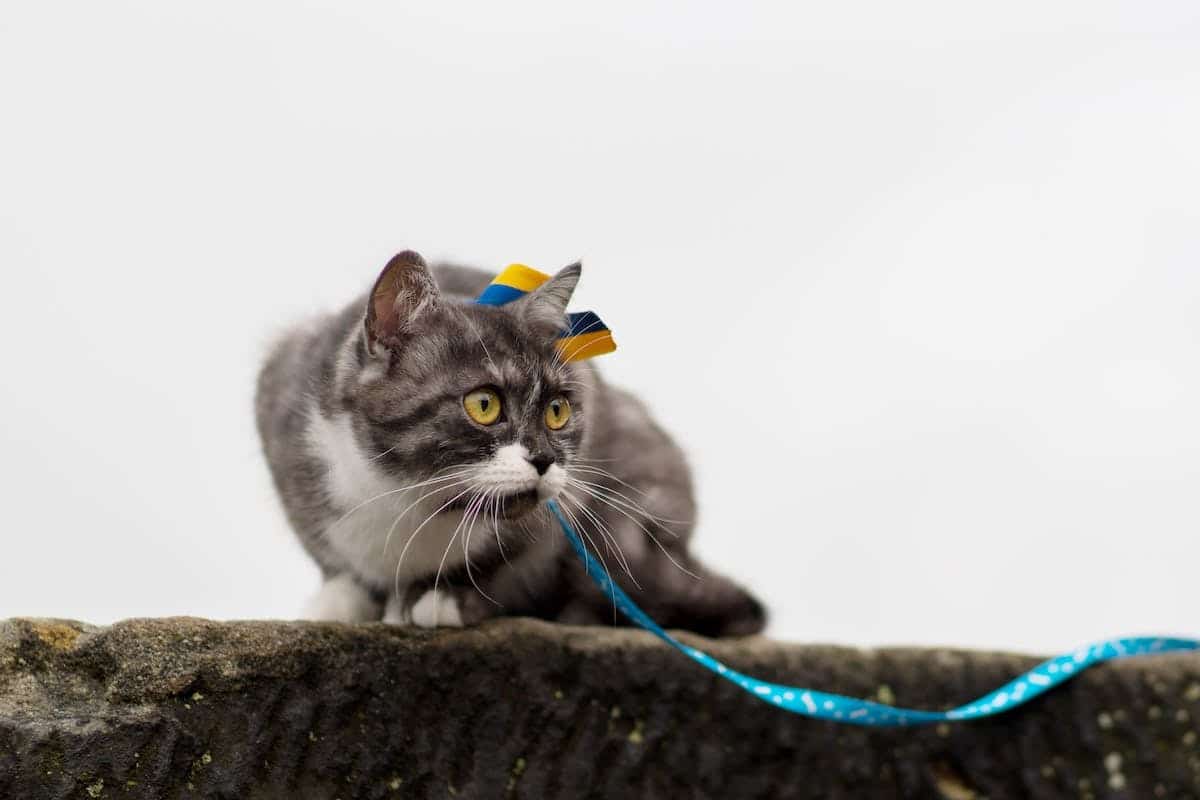chat  éducation