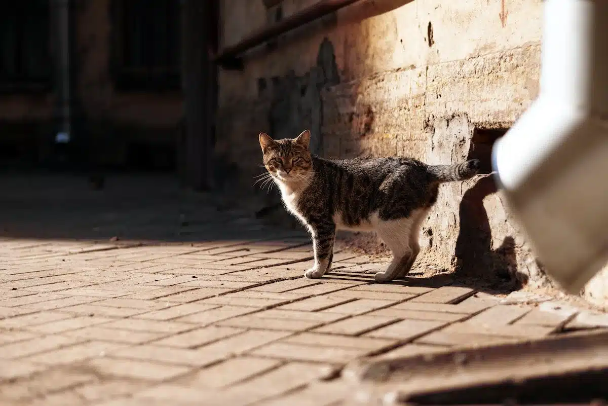 animaux urbains