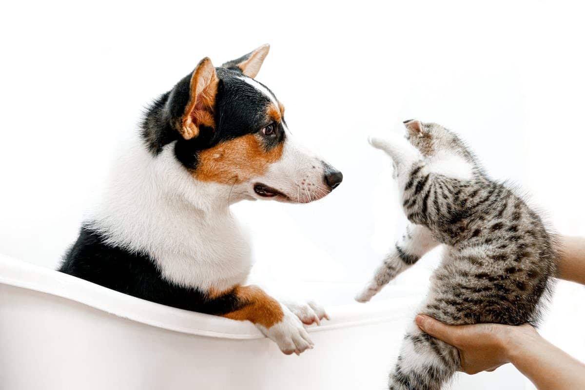 animaux compagnie