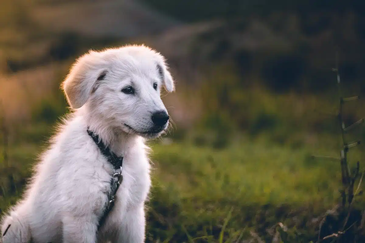 bébé  chien