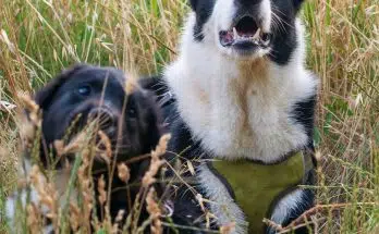 black and white border collie puppy on brown grass field during daytime