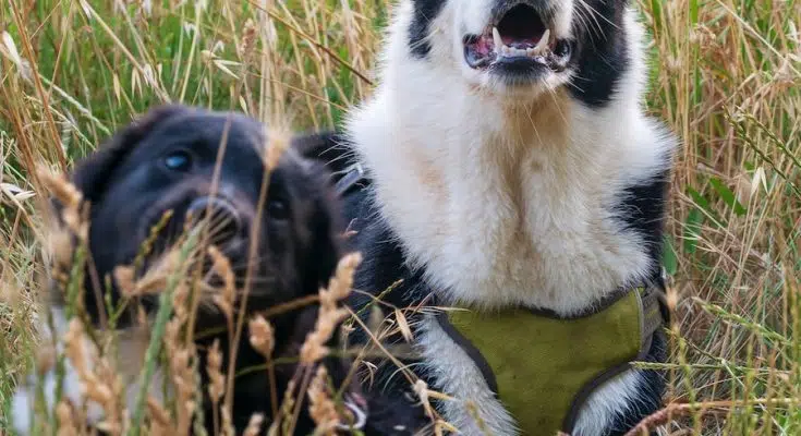 black and white border collie puppy on brown grass field during daytime