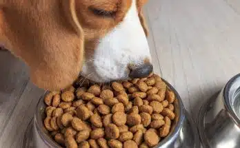 Comment choisir les meilleures croquettes vétérinaires pour votre animal de compagnie