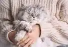 Rencontre avec les adorables chats nains