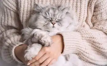 Rencontre avec les adorables chats nains