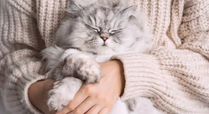 Rencontre avec les adorables chats nains