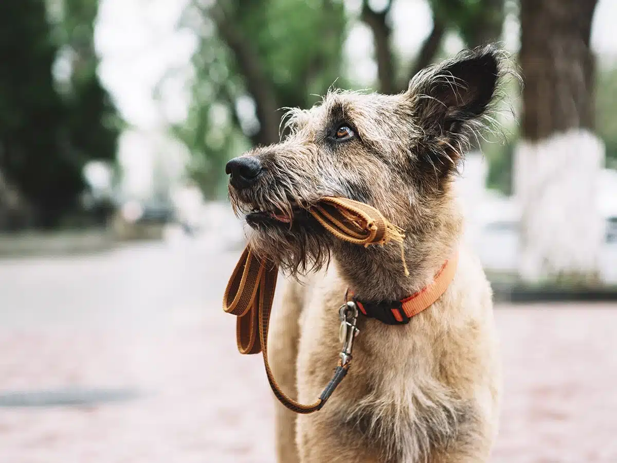 vieux chien