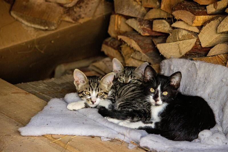 chaton en apprentissage