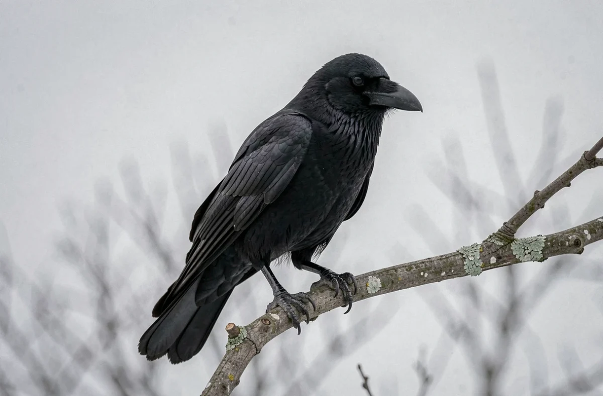 Corneille noire perchée sur une branche de chêne en hiver, plumage noir détaillé sur fond de ciel gris