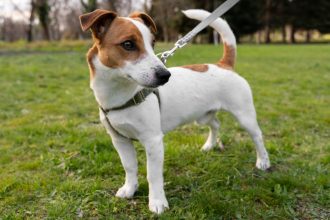 Harnais pour petit chien : pourquoi le collier ne suffit plus ?