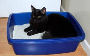 modèle litière pour chat 