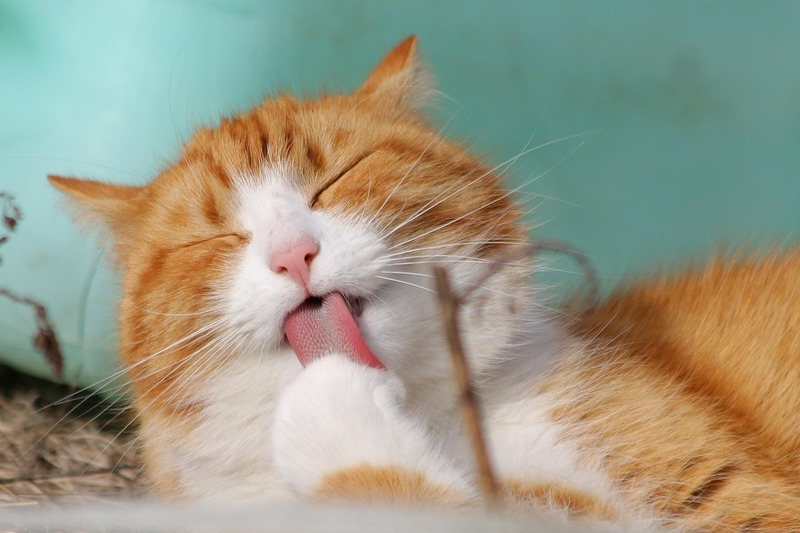 chaton en apprentissage