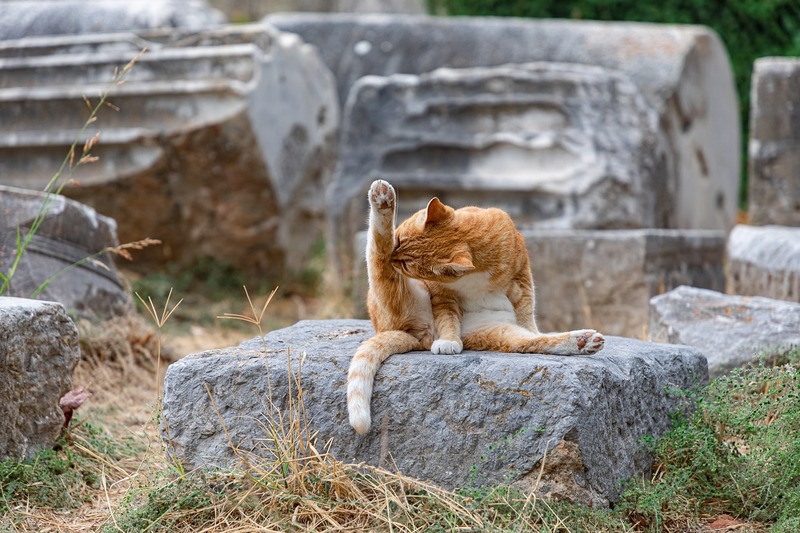 un chat qui se lave